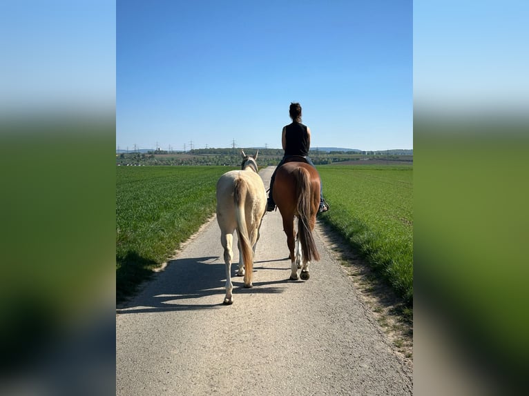 American Paint Horse Wallach 4 Jahre 158 cm Champagne in Remseck am Neckar