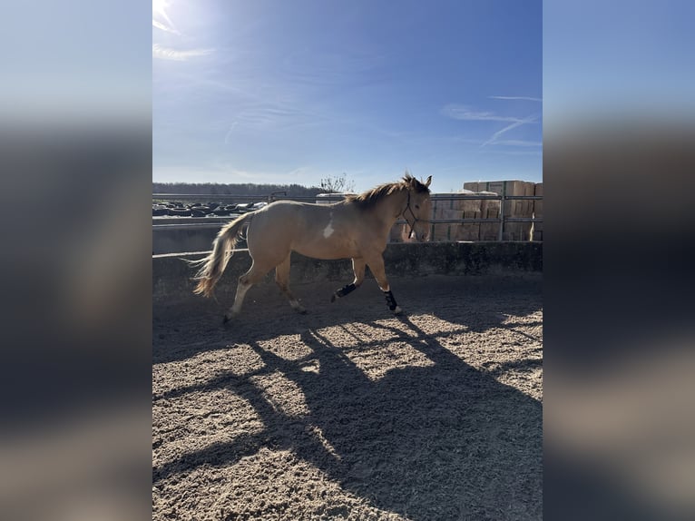American Paint Horse Wallach 4 Jahre 158 cm Champagne in Remseck am Neckar