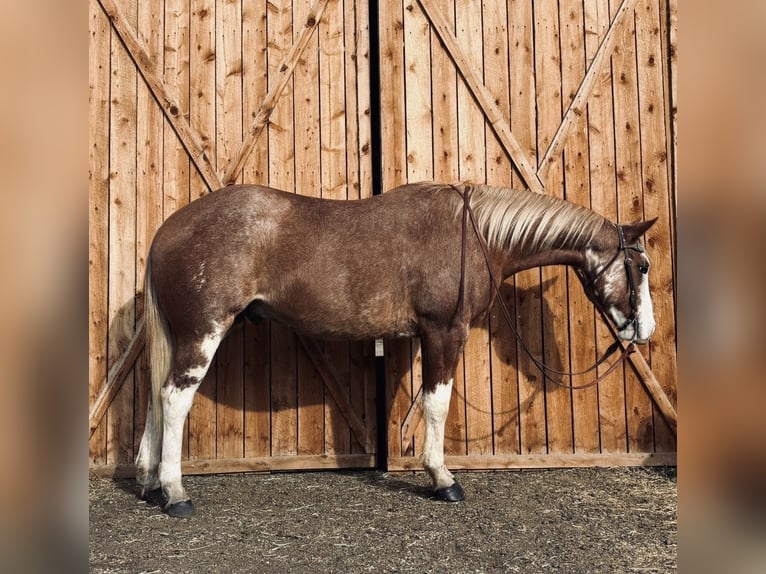 American Paint Horse Wallach 4 Jahre 165 cm Overo-alle-Farben in Fort Collins