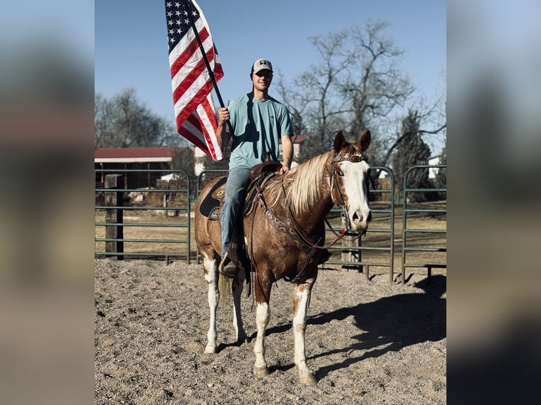 American Paint Horse Wallach 4 Jahre 165 cm Overo-alle-Farben in Fort Collins