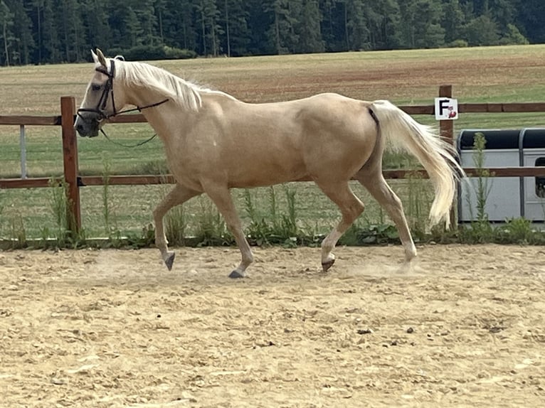 American Paint Horse Wallach 4 Jahre 165 cm Palomino in Ursensollen