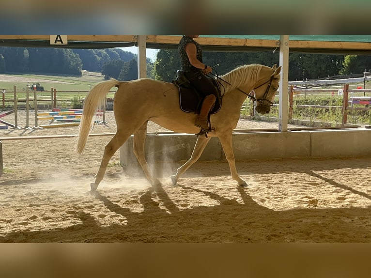American Paint Horse Wallach 4 Jahre 165 cm Palomino in Ursensollen