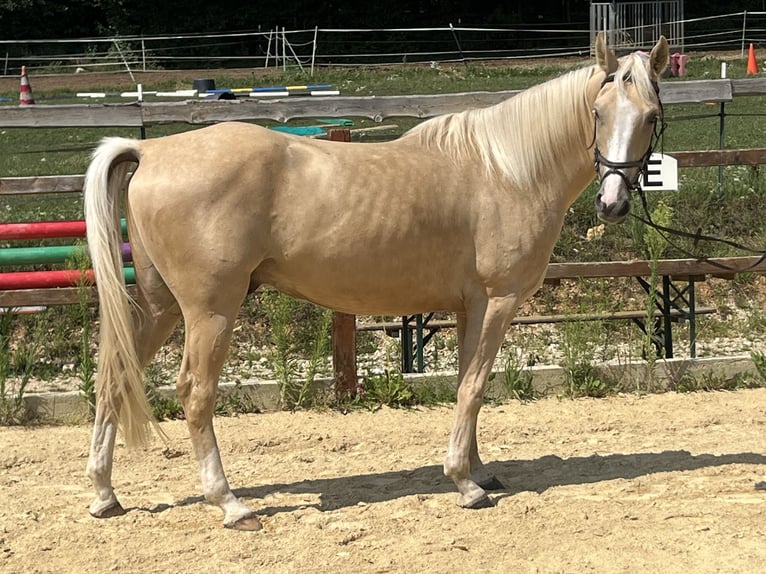 American Paint Horse Wallach 4 Jahre 165 cm Palomino in Ursensollen