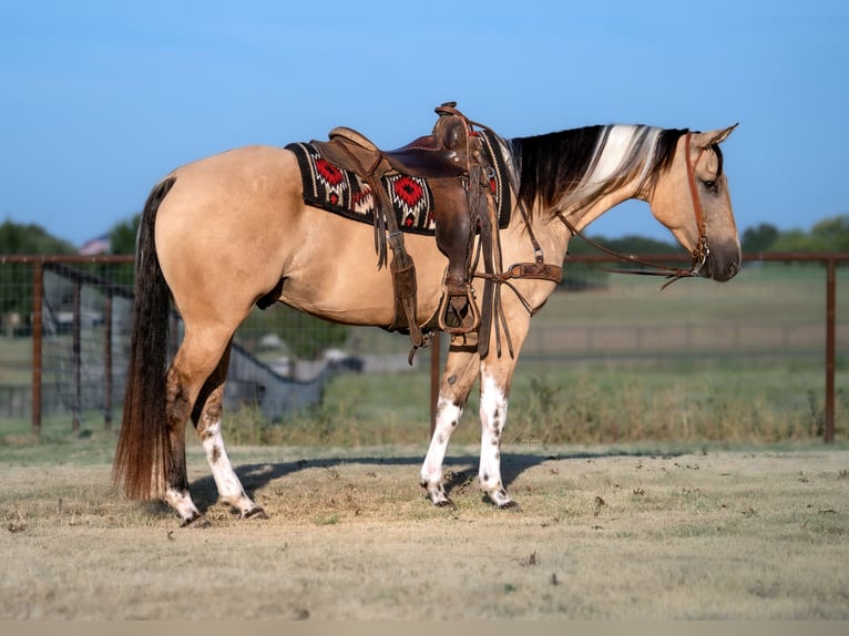 American Paint Horse Wallach 4 Jahre Buckskin in Fort Worth