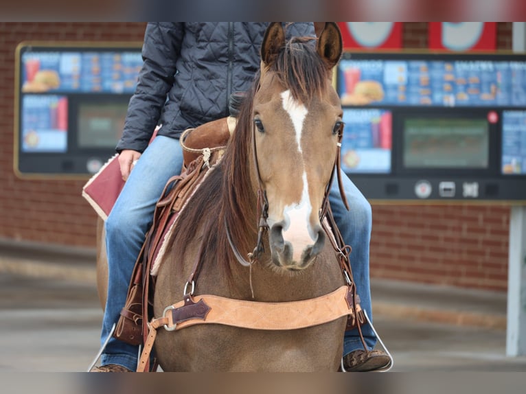 American Paint Horse Wallach 4 Jahre Buckskin in Ripley