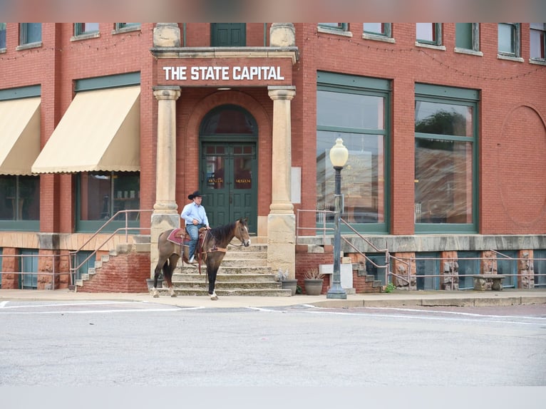 American Paint Horse Wallach 4 Jahre Buckskin in Ripley