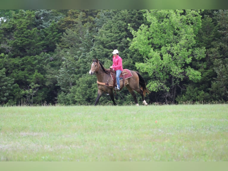 American Paint Horse Wallach 4 Jahre Buckskin in Ripley
