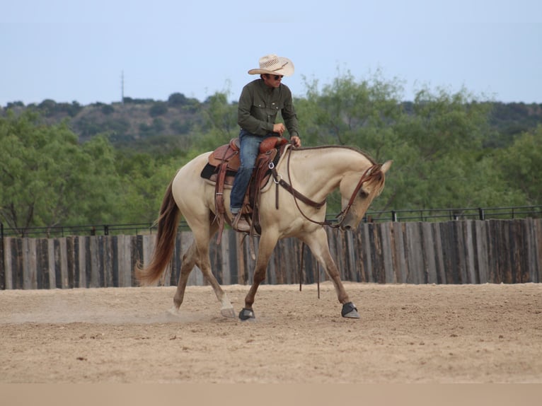 American Paint Horse Wallach 4 Jahre Champagne in Killeen