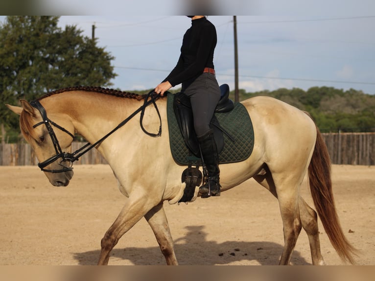 American Paint Horse Wallach 4 Jahre Champagne in Killeen