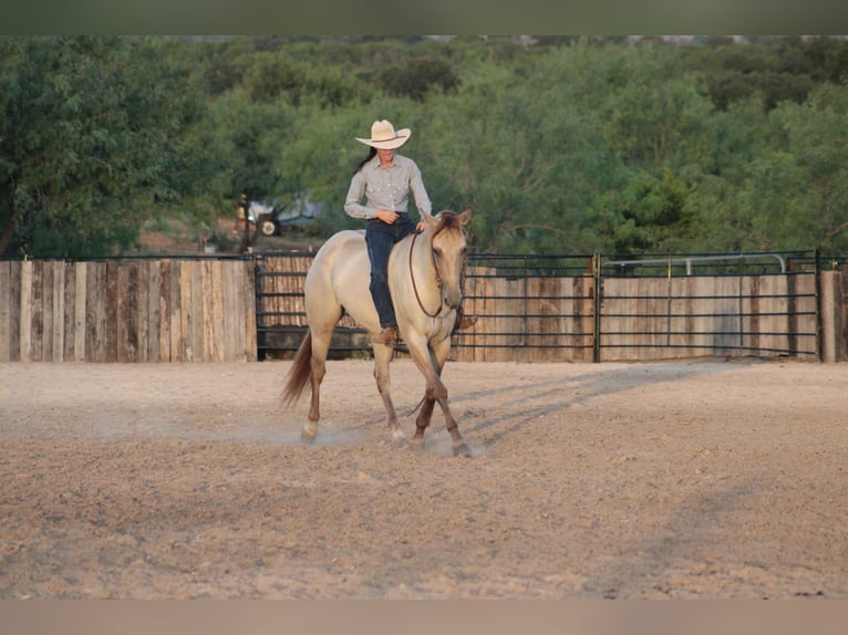 American Paint Horse Wallach 4 Jahre Champagne in Killeen