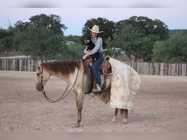 American Paint Horse Wallach 4 Jahre Champagne in Killeen