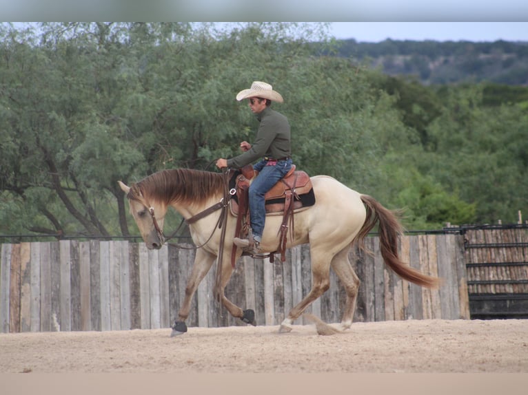 American Paint Horse Wallach 4 Jahre Champagne in Killeen