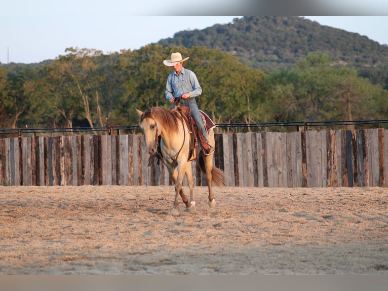 American Paint Horse Wallach 4 Jahre Champagne in Killeen