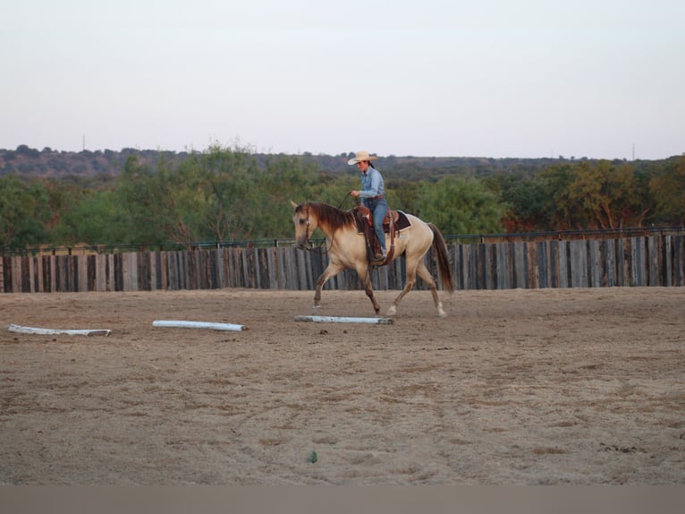American Paint Horse Wallach 4 Jahre Champagne in Killeen