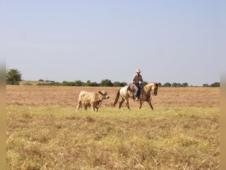American Paint Horse Wallach 4 Jahre Champagne in Killeen