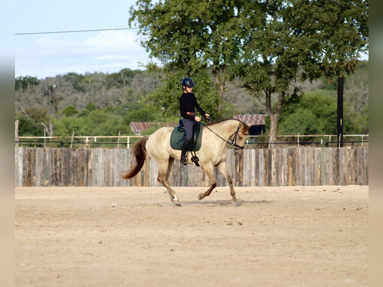American Paint Horse Wallach 4 Jahre Champagne in Killeen