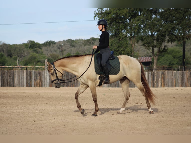 American Paint Horse Wallach 4 Jahre Champagne in Killeen