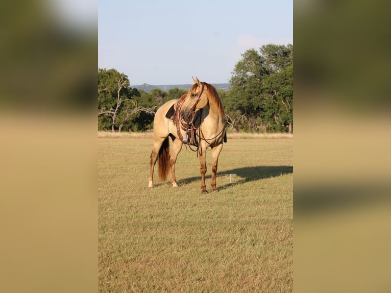 American Paint Horse Wallach 4 Jahre Champagne in Killeen
