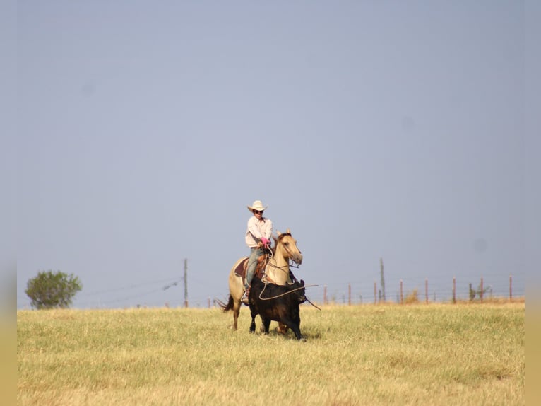 American Paint Horse Wallach 4 Jahre Champagne in Killeen