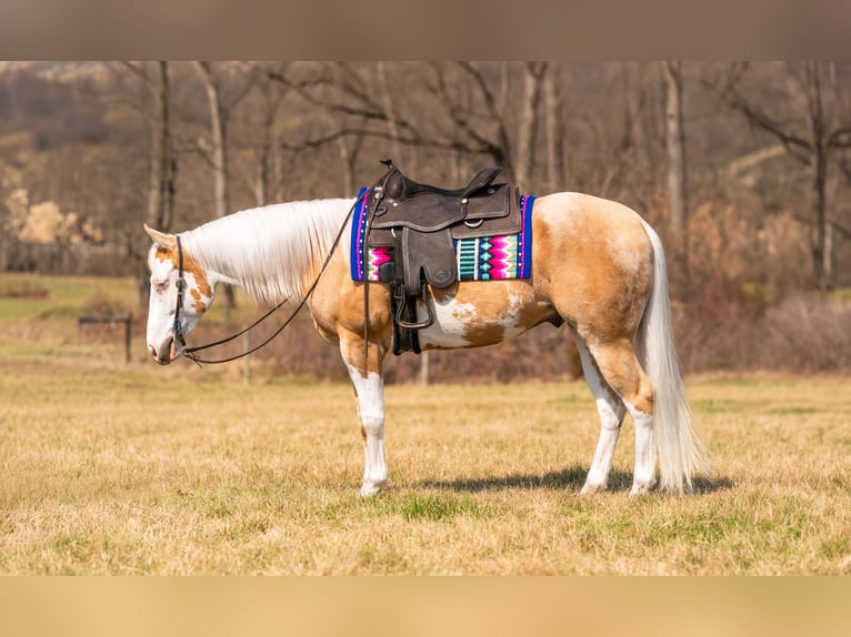 American Paint Horse Wallach 4 Jahre Palomino in Grantville, PA