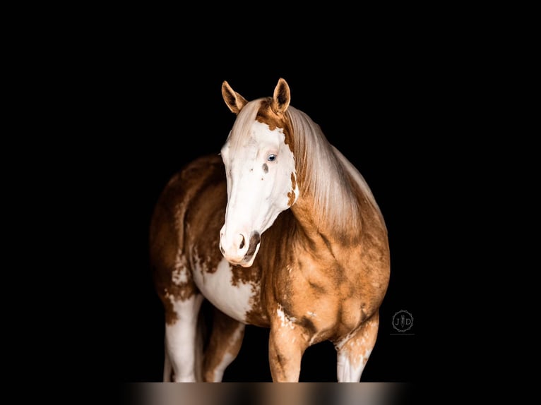 American Paint Horse Wallach 4 Jahre Palomino in Grantville, PA