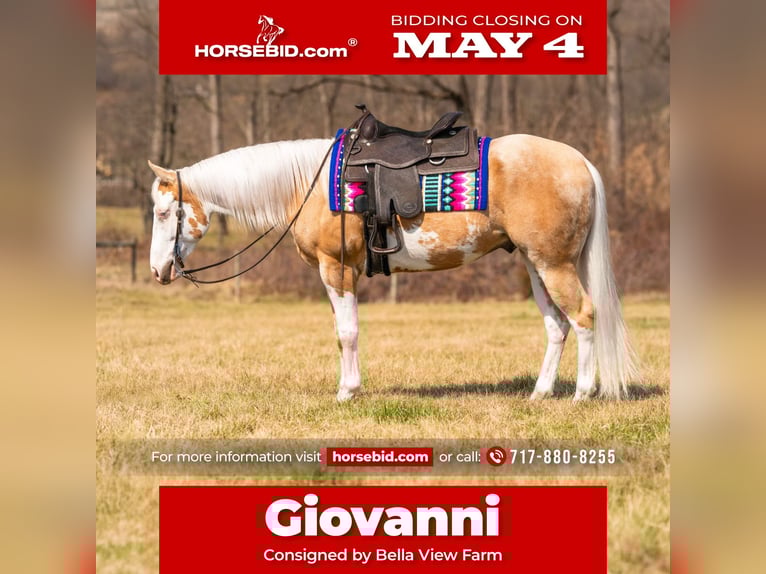 American Paint Horse Wallach 4 Jahre Palomino in Grantville, PA