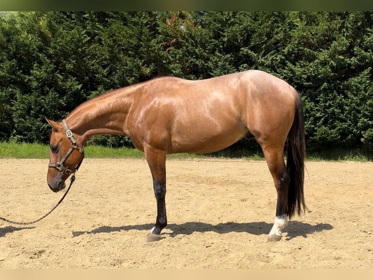 American Paint Horse Wallach 4 Jahre Rabicano in San Pierino