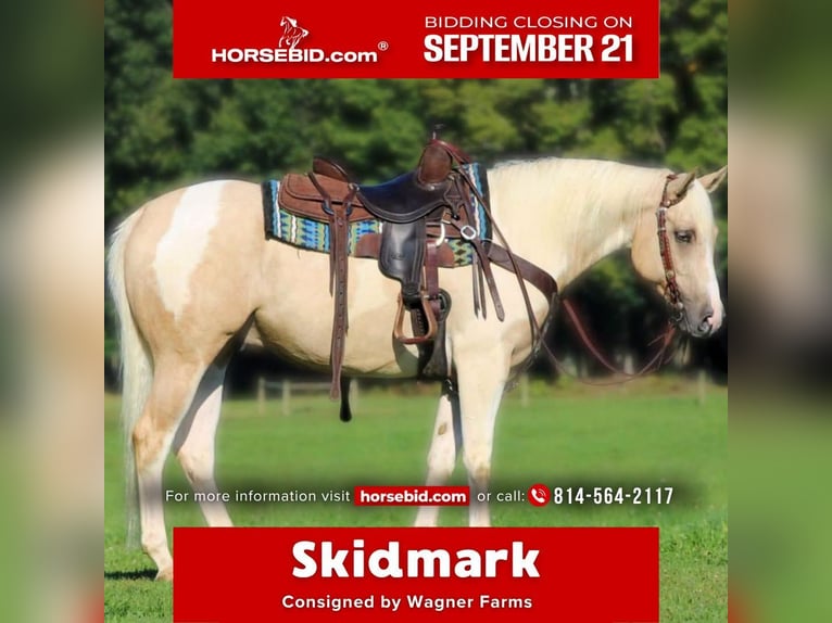 American Paint Horse Wallach 4 Jahre Schecke in Clarion