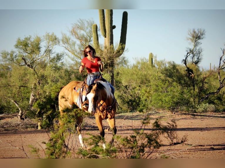 American Paint Horse Wallach 4 Jahre Tobiano-alle-Farben in Marana