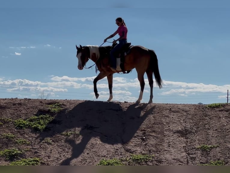 American Paint Horse Wallach 4 Jahre Tobiano-alle-Farben in Marana