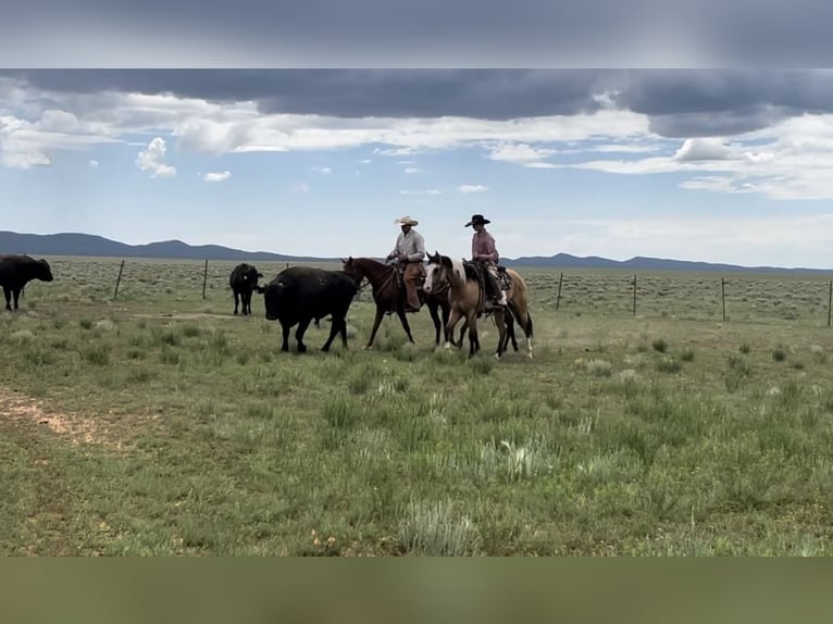 American Paint Horse Wallach 4 Jahre Tobiano-alle-Farben in Marana