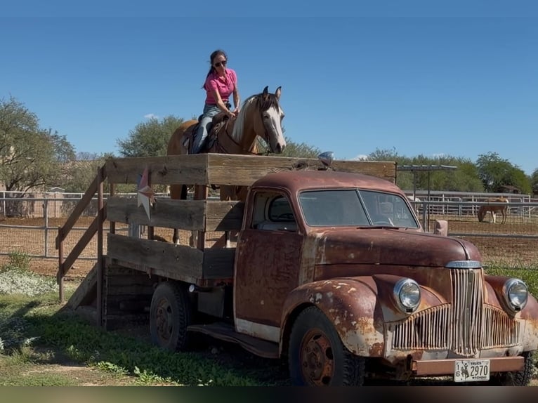 American Paint Horse Wallach 4 Jahre Tobiano-alle-Farben in Marana
