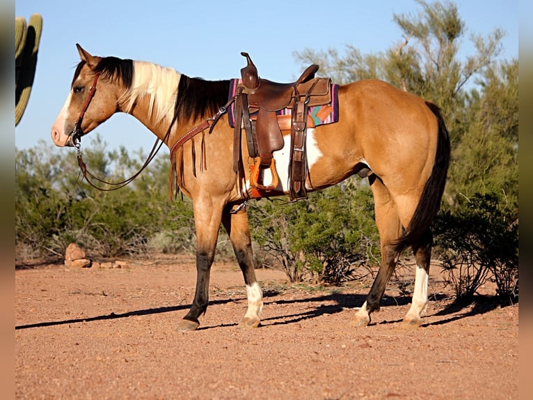 American Paint Horse Wallach 4 Jahre Tobiano-alle-Farben in Marana