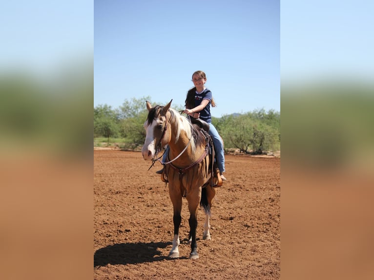 American Paint Horse Wallach 4 Jahre Tobiano-alle-Farben in Marana