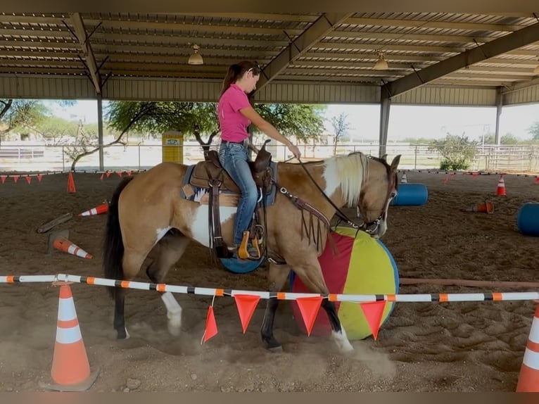 American Paint Horse Wallach 4 Jahre Tobiano-alle-Farben in Marana