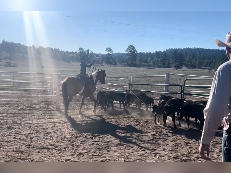 American Paint Horse Wallach 4 Jahre Tobiano-alle-Farben in Marana