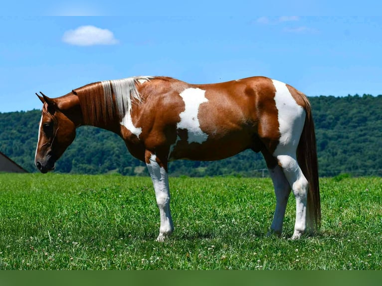 American Paint Horse Wallach 5 Jahre 142 cm Schecke in Rebersburg