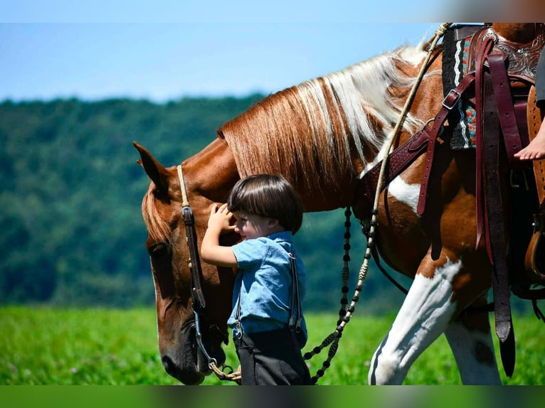 American Paint Horse Wallach 5 Jahre 142 cm Schecke in Rebersburg
