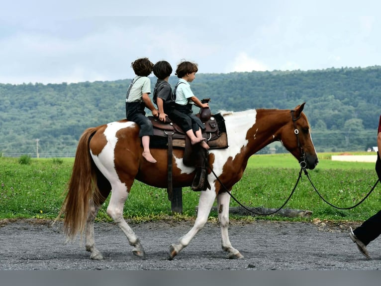 American Paint Horse Wallach 5 Jahre 142 cm Schecke in Rebersburg