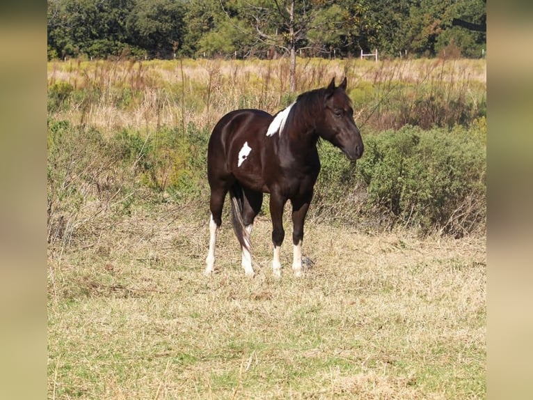 American Paint Horse Wallach 5 Jahre 142 cm Tobiano-alle-Farben in Poolville