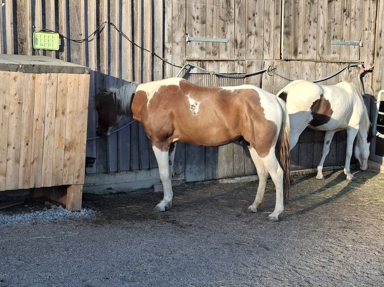 American Paint Horse Wallach 5 Jahre 145 cm  in Triftern