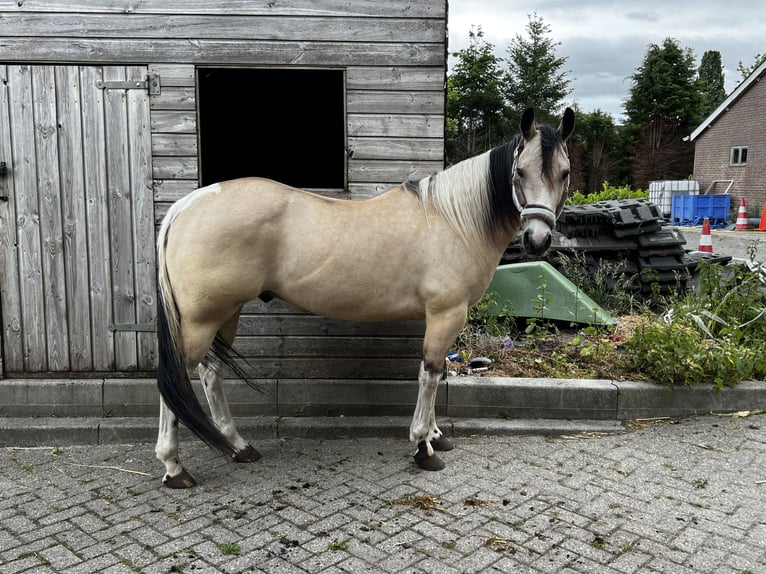 American Paint Horse Wallach 5 Jahre 146 cm Buckskin in Coevorden
