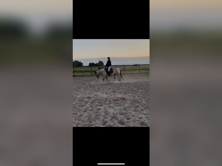 American Paint Horse Wallach 5 Jahre 146 cm Buckskin in Coevorden