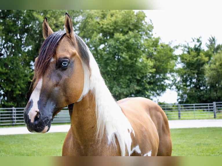 American Paint Horse Wallach 5 Jahre 147 cm Falbe in Battle Creek