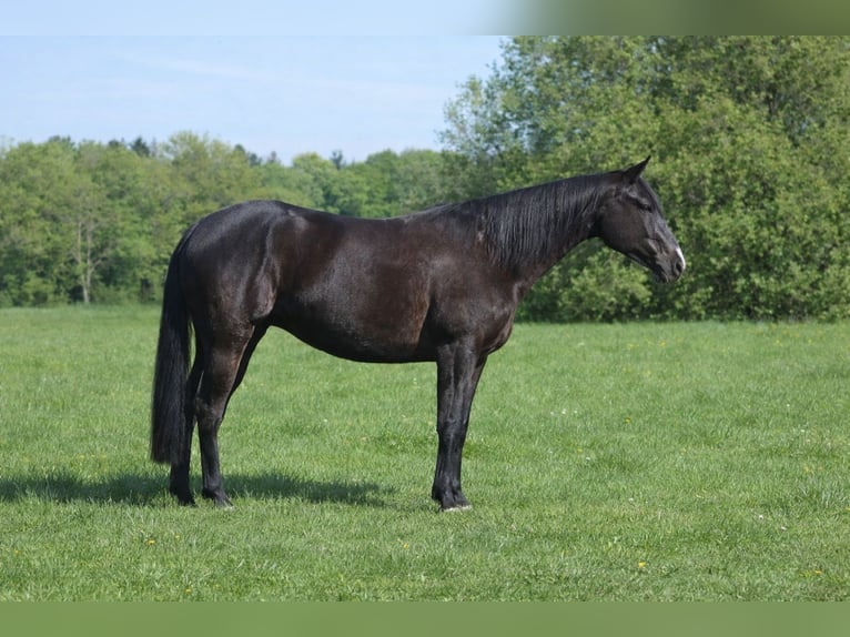 American Paint Horse Wallach 5 Jahre 149 cm Rappe in Alterkülz