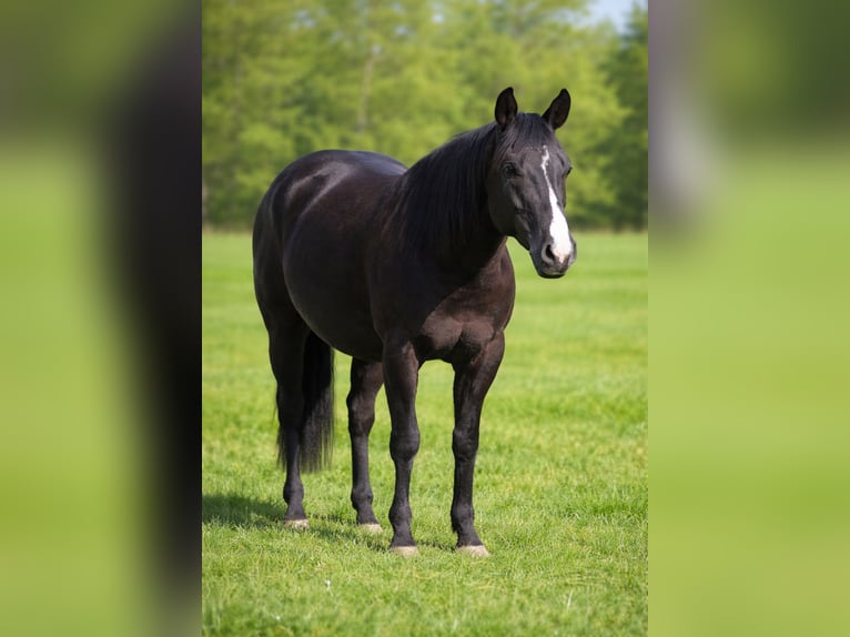 American Paint Horse Wallach 5 Jahre 149 cm Rappe in Alterkülz
