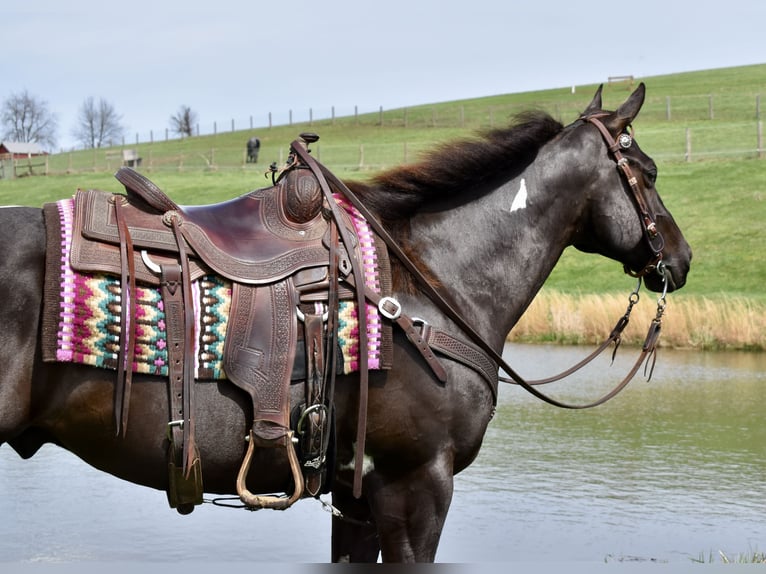 American Paint Horse Wallach 5 Jahre 150 cm Schecke in Fresno