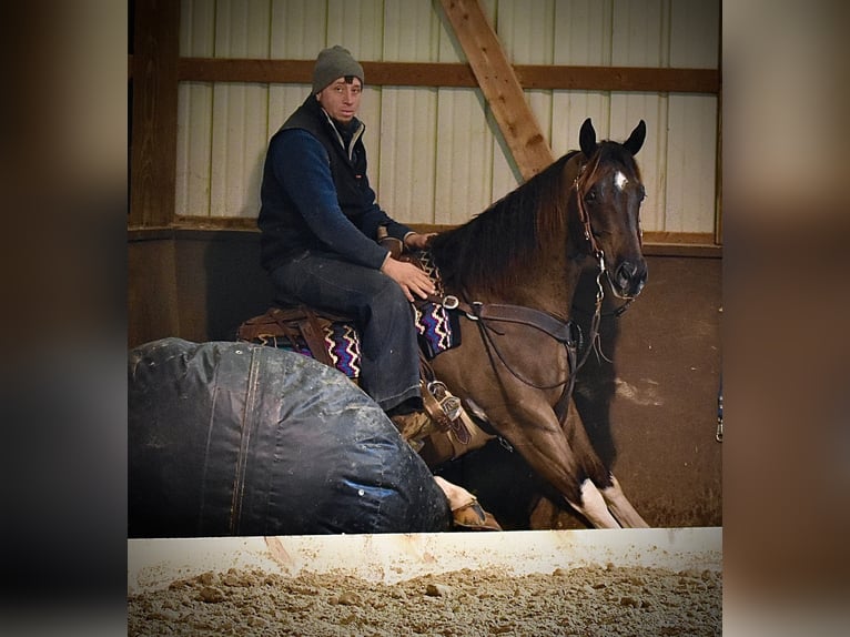 American Paint Horse Wallach 5 Jahre 150 cm Schecke in Fresno