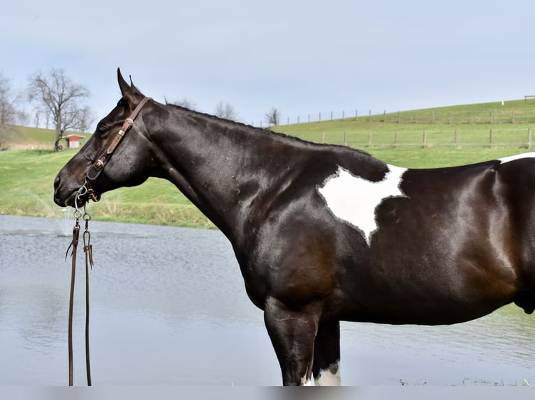 American Paint Horse Wallach 5 Jahre 150 cm Schecke in Fresno