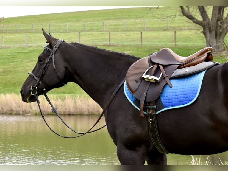 American Paint Horse Wallach 5 Jahre 150 cm Schecke in Fresno